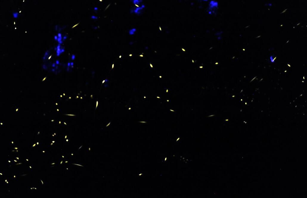 En el Festival de las Luciérnagas observarás alrededor de 520 mil luces de estos insectos. Foto: Omar Contreras / El Universal