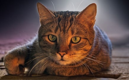 Estos son los beneficios de las patas de pollo para los gatos, según experta