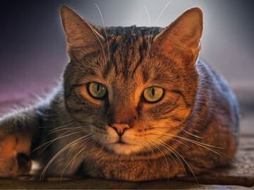 Estos son los beneficios de las patas de pollo para los gatos, según experta