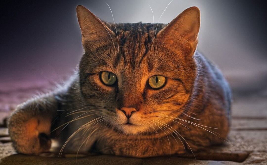 Alimentos para gatos. Fuente: Pixabay