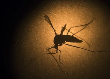 Suman 28 casos de zika en Sonora