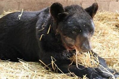 Cae dueño de circo por daño a animales, entre ellos "Invictus"