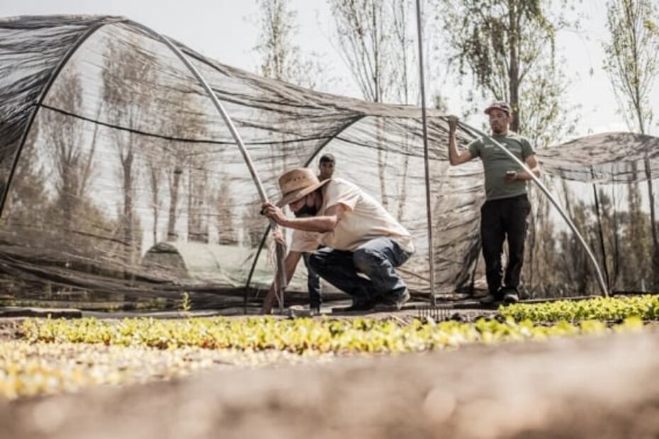 Arca Tierra, alimentos orgánicos y de temporada de la chinampa a tu mesa