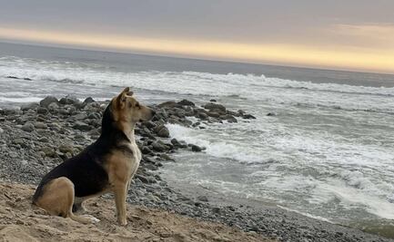 “Vaguito”, el perrito que todos los días espera en la playa a que regrese su dueño