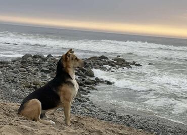 “Vaguito”, el perrito que todos los días espera en la playa a que regrese su dueño