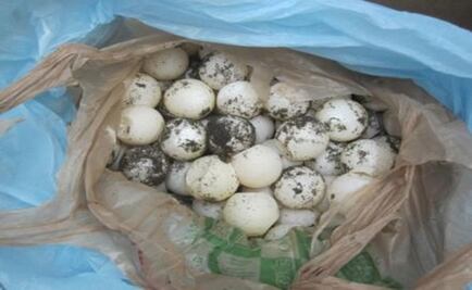 212 sea turtle eggs rescued in Colima