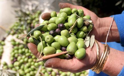 Descifran genoma del olivo para mejorar aceitunas y aceite