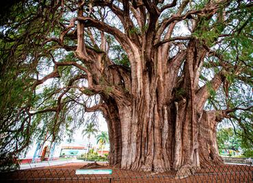 ¿Qué propiedades medicinales tiene el ahuehuete, árbol como el que reverdeció en Reforma?