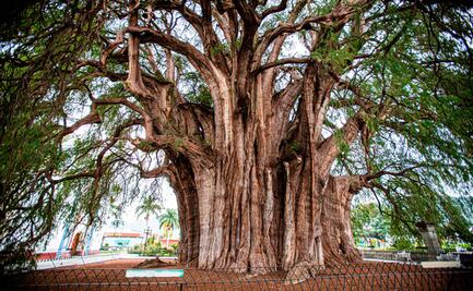 ¿Qué propiedades medicinales tiene el ahuehuete, árbol como el que reverdeció en Reforma?