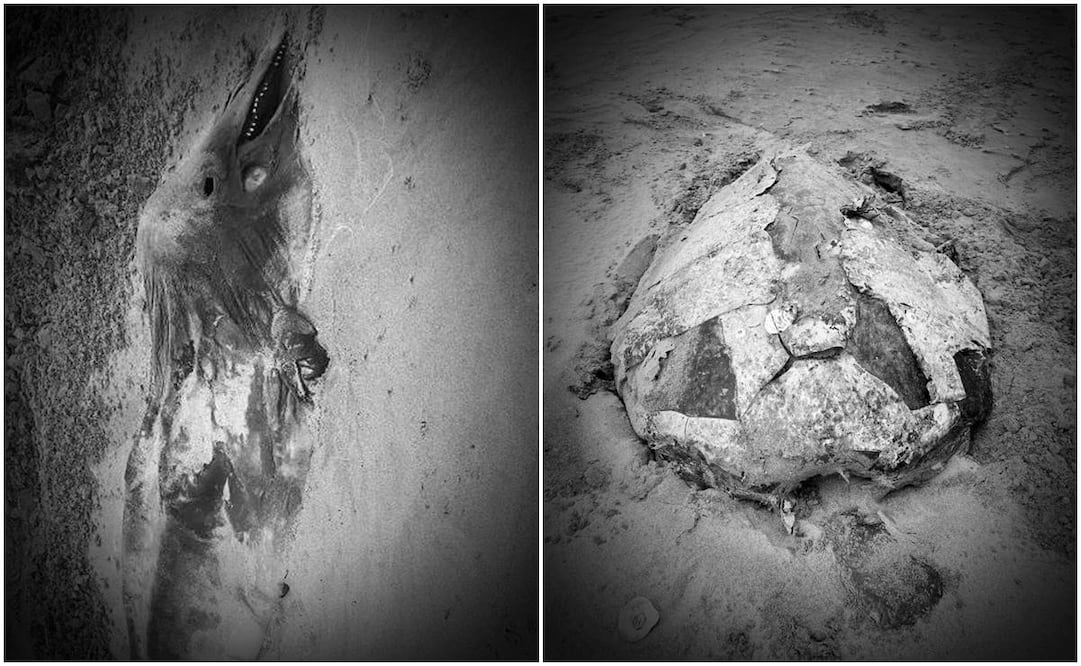 Delfines y tortugas muertas. Foto: Especial