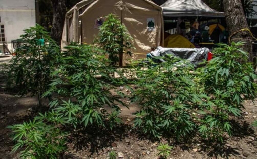 Gobierno capitalino debe atender plantón de cannabis afuera del Senado, insiste Monreal