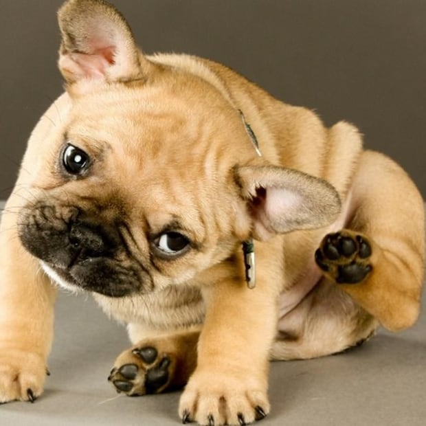 Las razones que pueden incitar a tu perro a rascarse. Fuente: Freepik.