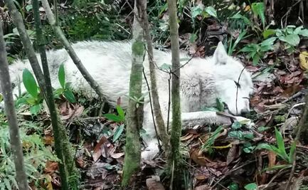 Rescatan a loba mexicana que deambulaba en calles de Huatusco, Veracruz