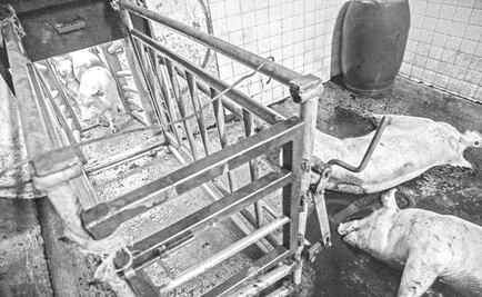 Buscan terminar con la crueldad animal en rastros de Jalisco