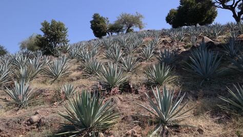 La crisis del agave