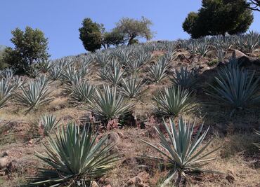 La crisis del agave