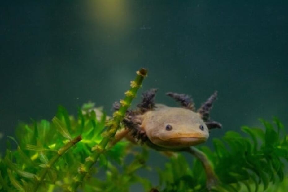 Día Nacional del Ajolote: 5 lugares donde puedes verlos