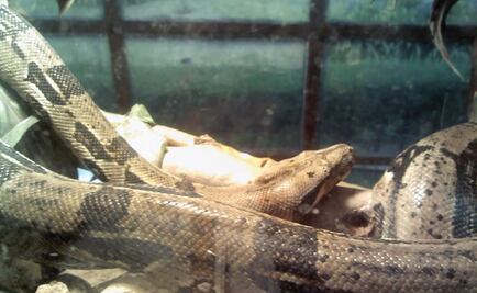 Detienen a sujeto por posesión ilegal de 315 ejemplares de fauna silvestre