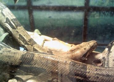 Detienen a sujeto por posesión ilegal de 315 ejemplares de fauna silvestre