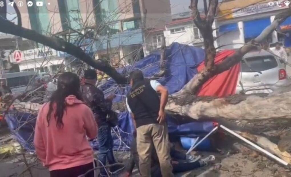 Desplome de árbol en Hacienda de Echegaray, Naucalpan deja cuatro personas lesionadas