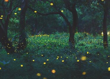 Bosque Esmeralda, el santuario de las luciérnagas que seguro no conoces