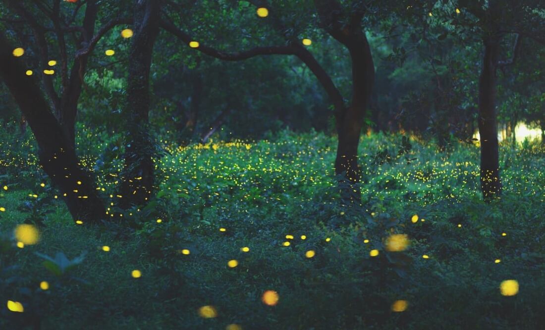 La temporada de luciérnagas en Bosque Esmeralda, en Amecameca, va del 10 de junio al 1 de agosto. Foto: iStock