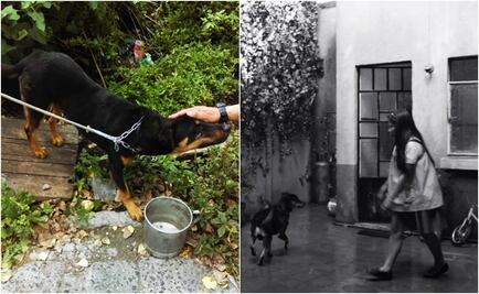 El Borras: from rags to riches after “Roma”