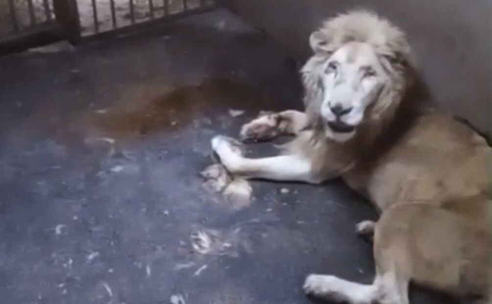 Tras muerte del Rey León por descuido, Profepa asegura 119 ejemplares del Zoológico de Culiacán. Foto: Especial