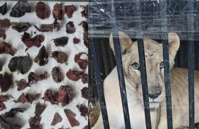 Extraen ¡más de 2 kilos de basura! de estómago de leona rescatada en Huejutla, Hidalgo 
