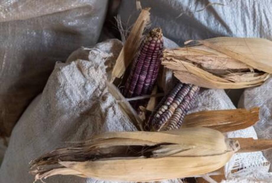 En Yucatán logran frenar cultivos transgénicos ante la SCJN