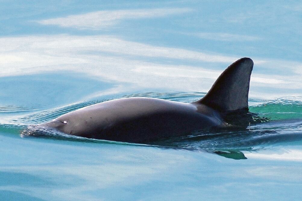 Las autoridades revelan que sólo quedan 60 ejemplares de vaquita marina en el mundo 