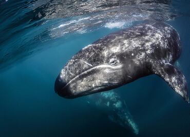 ¿Dónde disfrutar del avistamiento de ballenas grises en México?