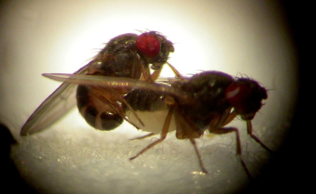 (FOTO: Archivo/EL UNIVERSAL)