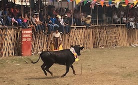 Animalistas obtienen suspensión provisional de corridas de toros en fiestas patronales de 3 municipios yucatecos; resolución condiciona eventos