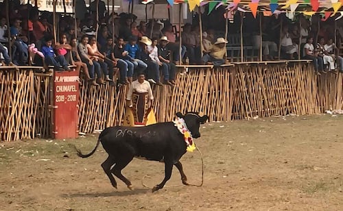 Animalistas obtienen suspensión provisional de corridas de toros en fiestas patronales de 3 municipios yucatecos; resolución condiciona eventos