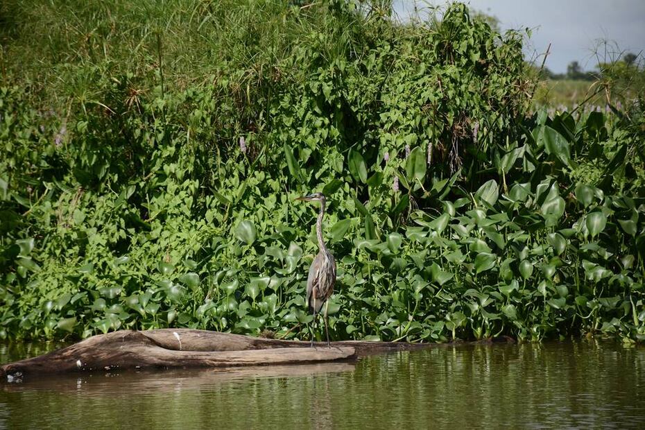 Foto: Reserva de la Biósfera Pantanos de Centla