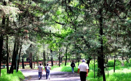 Mirar árboles ayudaría a manejar el estrés