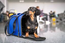 PVEM propone transporte público pet friendly en CDMX; iniciativa busca permitir mascotas en Metro, Metrobús y Cablebús