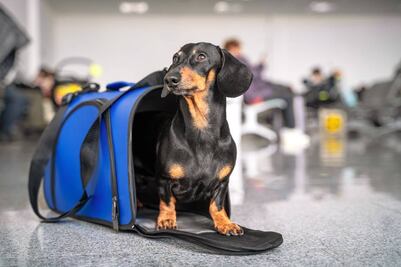 PVEM propone transporte público pet friendly en CDMX; iniciativa busca permitir mascotas en Metro, Metrobús y Cablebús
