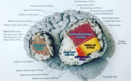 La científica que usa sushi para explicar el funcionamiento del cerebro