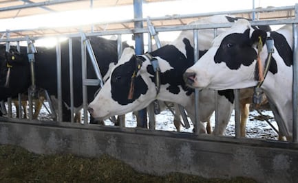 Gusano barrenador en Hidalgo suma 9 casos; refuerzan vigilancia sanitaria en 7 municipios