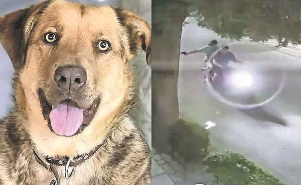 Un perro que descansaba sobre la banqueta fue agredido por un sujeto a bordo de una motocicleta en Texcoco, Foto: Especial