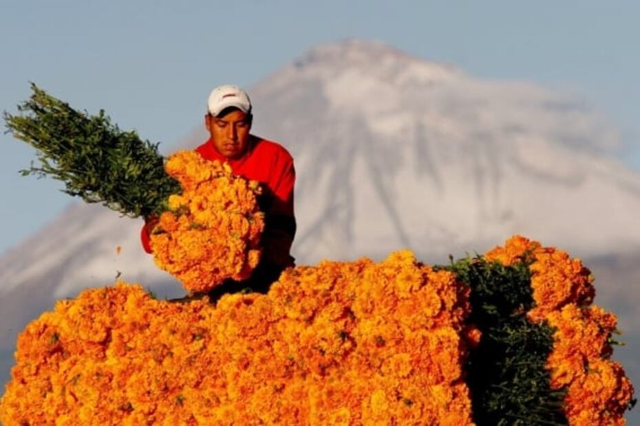 Día de Muertos: tour por los campos de flor de cempasúchil en Puebla