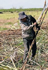 Anuncian ajustes al acuerdo azucarero