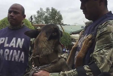 Así laboran lo perros rescatistas en el Rébsamen