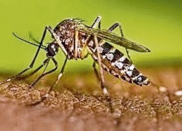 Crecen casos de dengue en 2024 en el Edomex