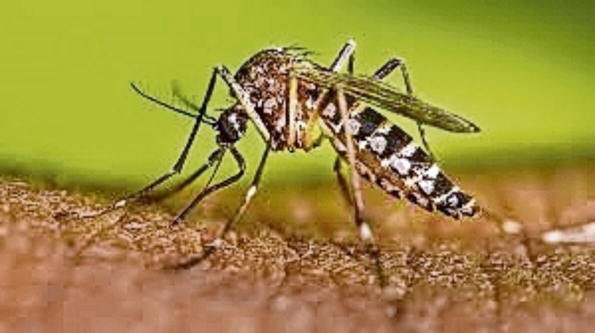 Edomex ha registrado 5 mil 616 casos probables de dengue. Foto: Especial