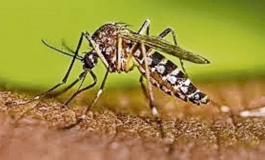 Edomex ha registrado 5 mil 616 casos probables de dengue. Foto: Especial