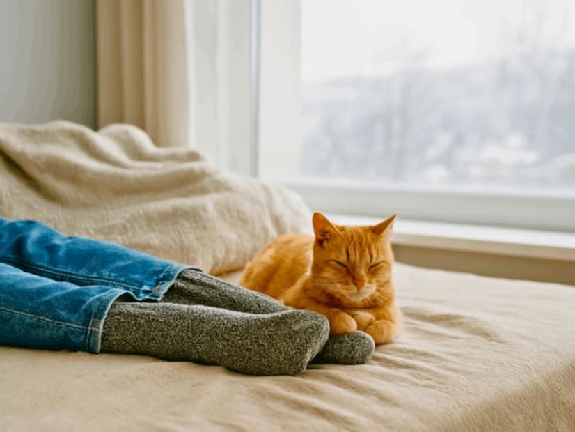 El hecho de dormir junto a su dueño representa una vía para alcanzar niveles de comodidad. foto: Pexels