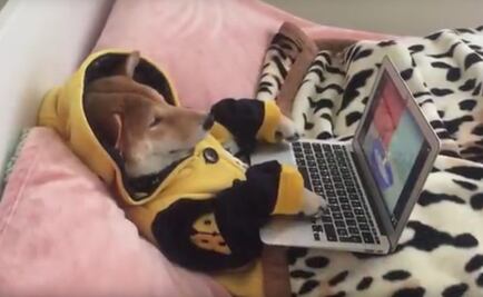 Chiko, el perro adicto a la tv